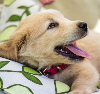 Gallery image thumbnail